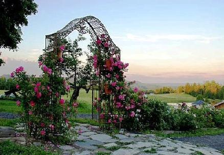 rose garden